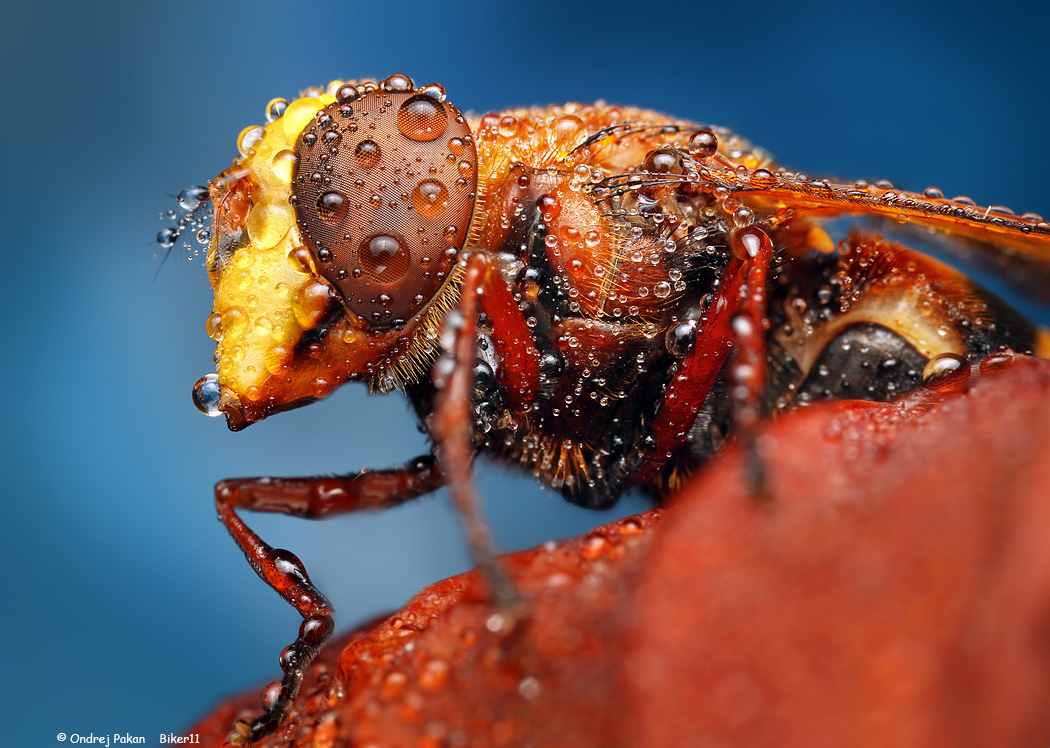 Volucella zonaria