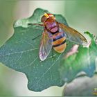 Volucella zonaria femmina  (Poda, 1761)