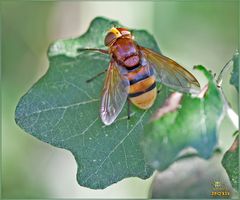 Volucella zonaria femmina  (Poda, 1761)