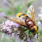 Volucella zonaria - Schwebfliege