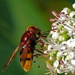 Volucella-zonaria, Seitansicht