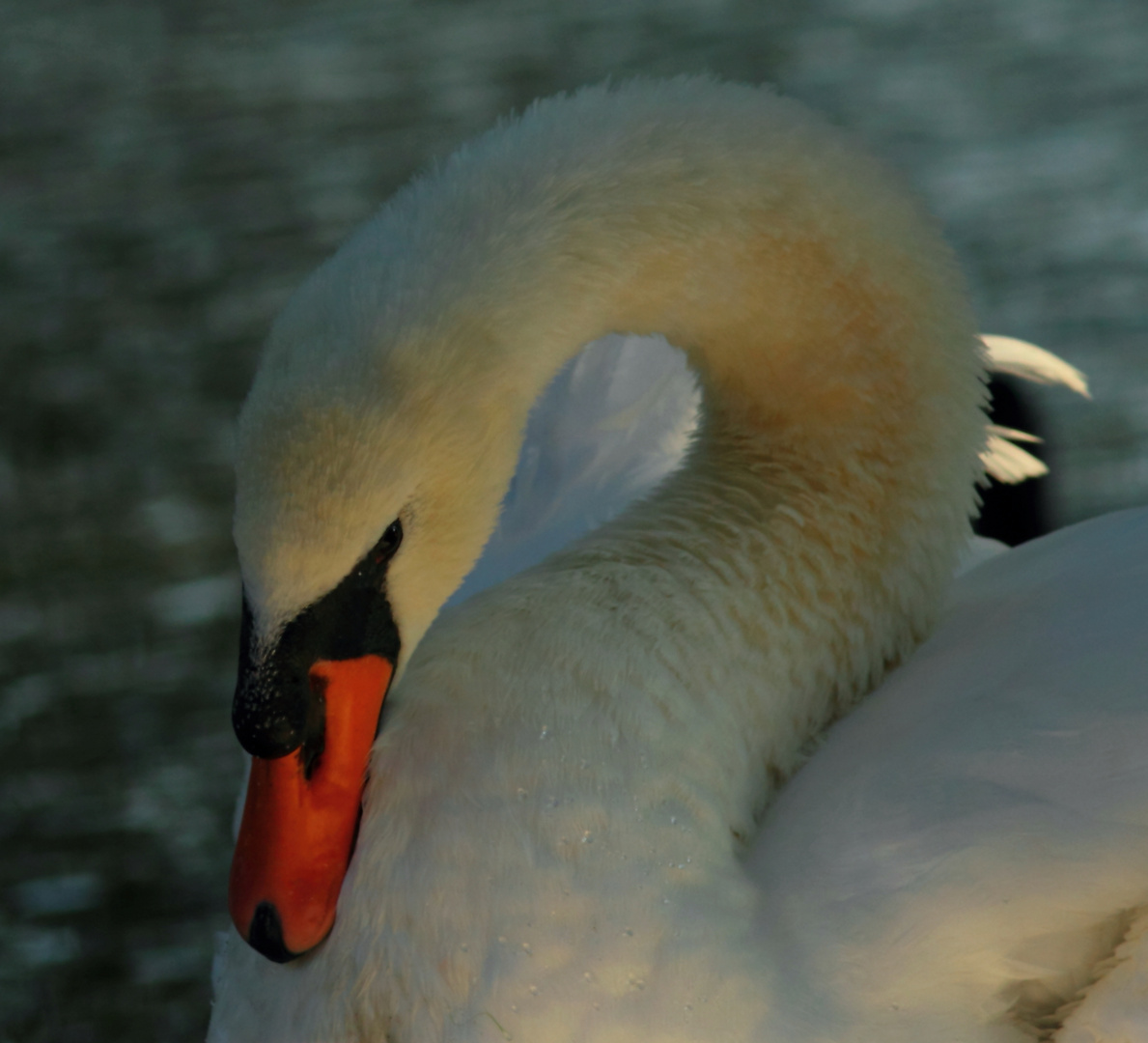 volupté du cygne