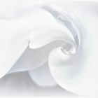  volutes  blanches de magnolia ...