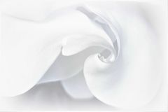  volutes  blanches de magnolia ...