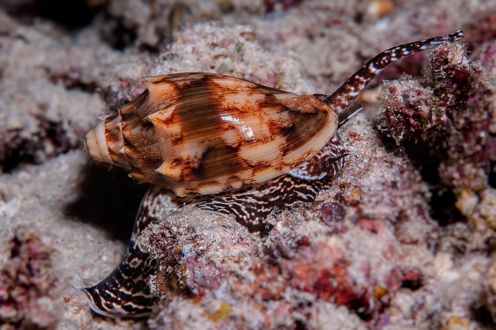 Volutes - Cymbiola vespertilio - Variable Walzenschnecke