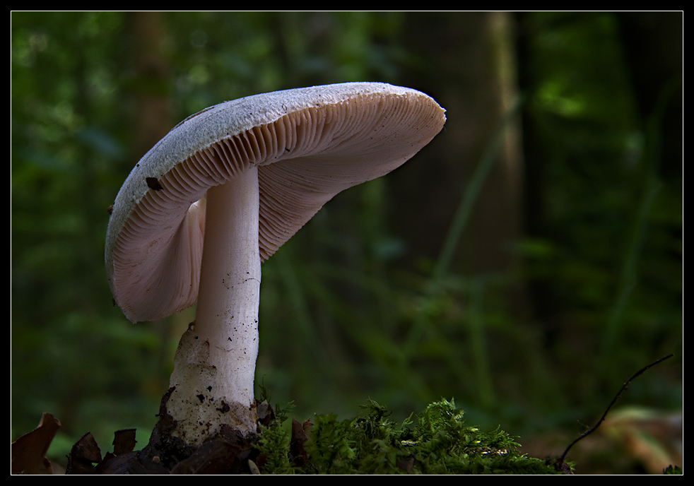 Volvariella caesiotincta