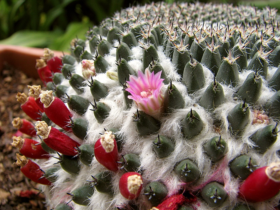 Volver al origen: Mis cactus