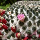 Volver al origen: Mis cactus