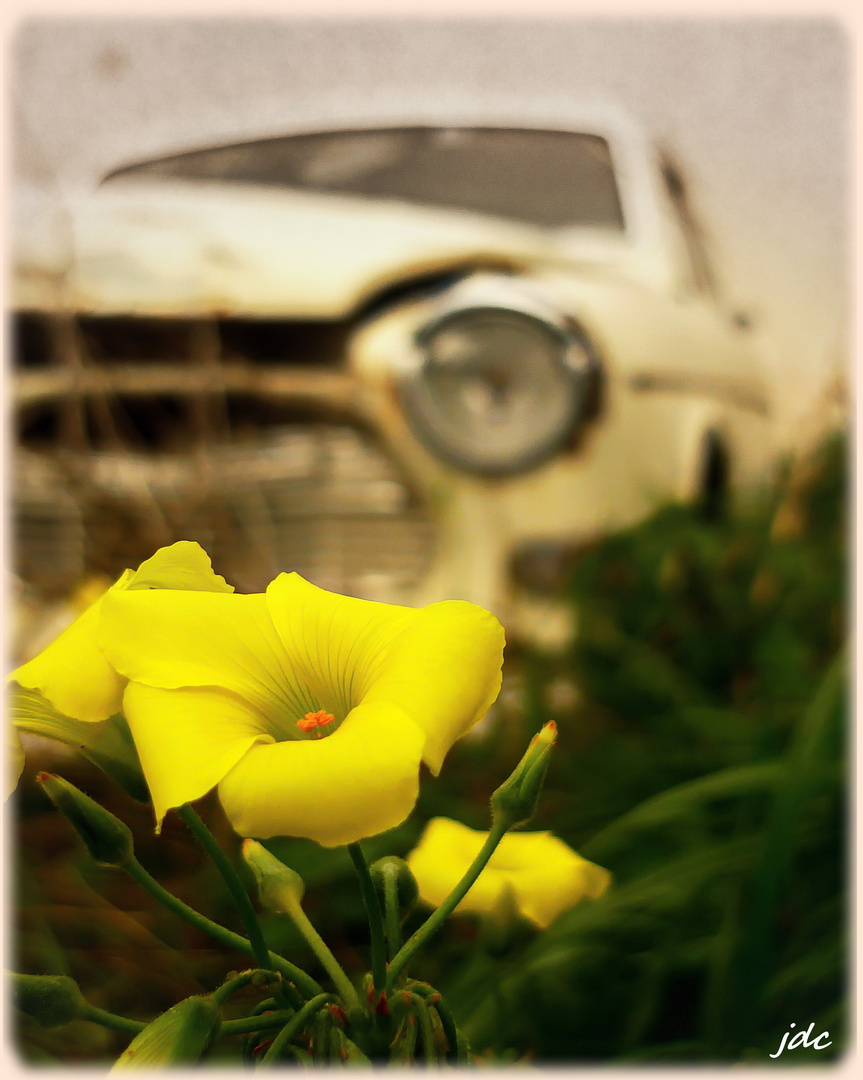 Volvo Amazon