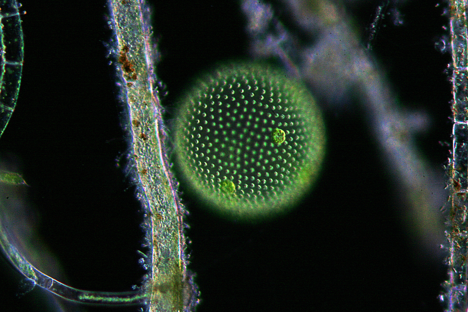 Volvox aureus Wimperkugel Grünalge