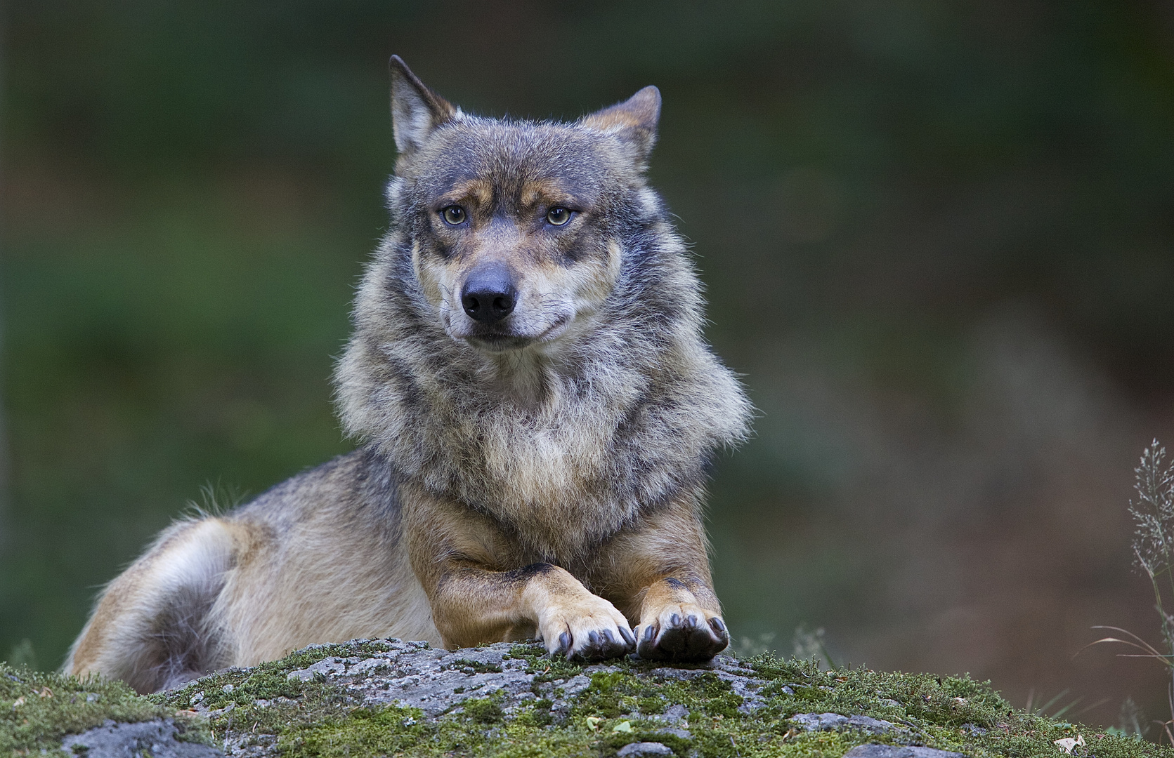 vom "ach so bösem" wolf