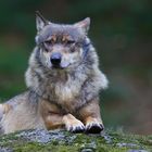 vom "ach so bösem" wolf