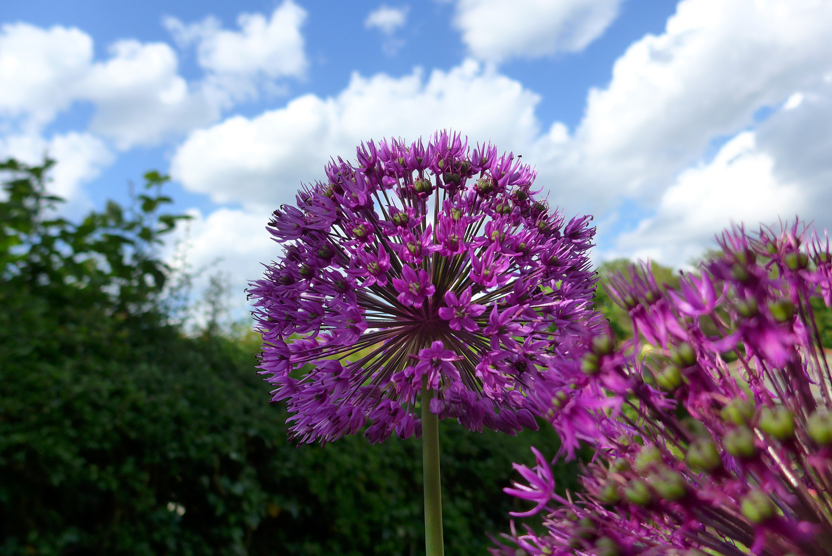 Vom Alium zum Himmel