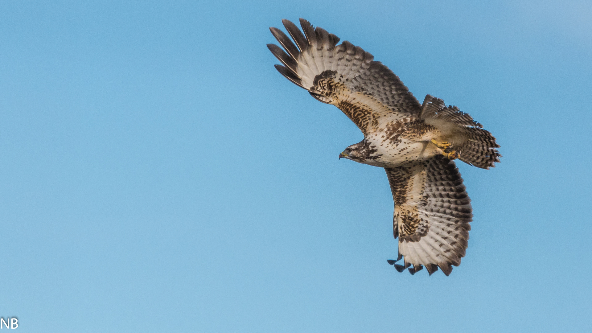 "Vom Ansitz abfliegender Mäusebussard 2023"