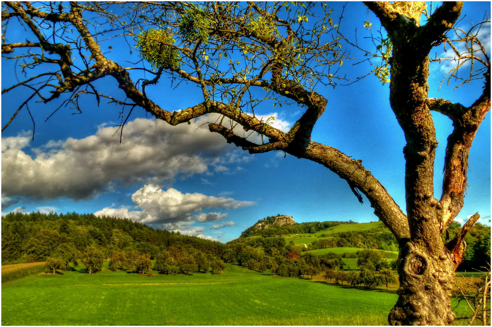 Vom Apfel- zum Mistelbaum degradiert