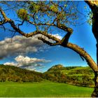 Vom Apfel- zum Mistelbaum degradiert