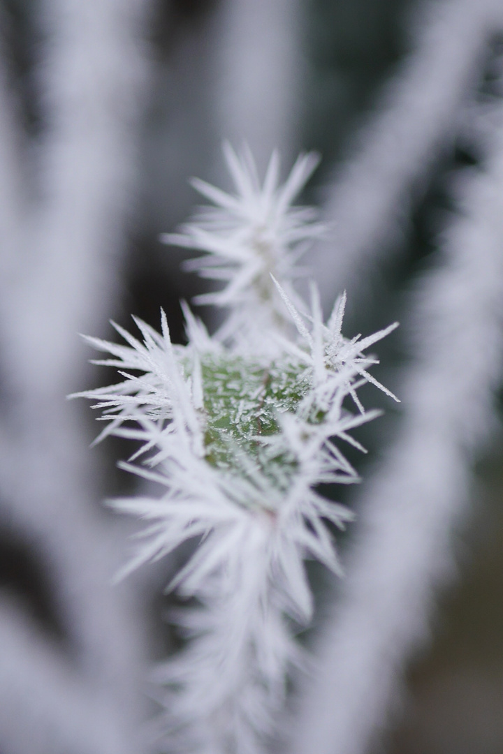 Vom Apfelbaum zum Kaktus