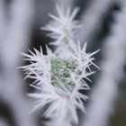 Vom Apfelbaum zum Kaktus