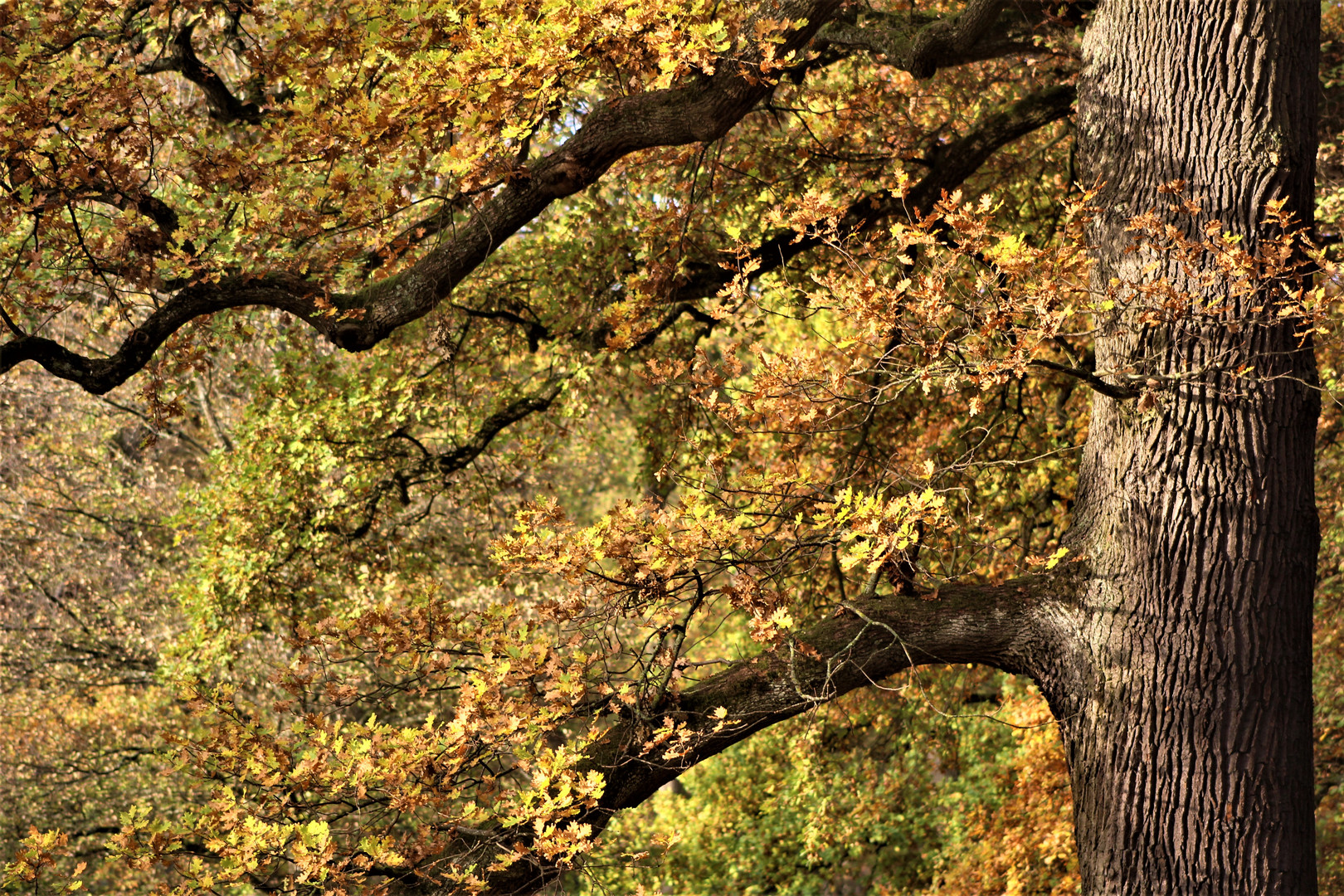 vom Aufleuchten der letzten Sonnentage im Novemberherbst