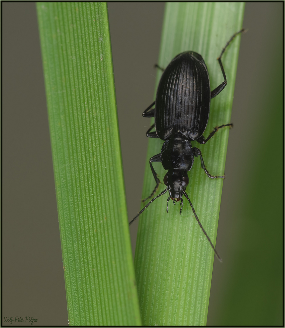 Vom Aussterben bedroht: der Laufkäfer Agonum monachum