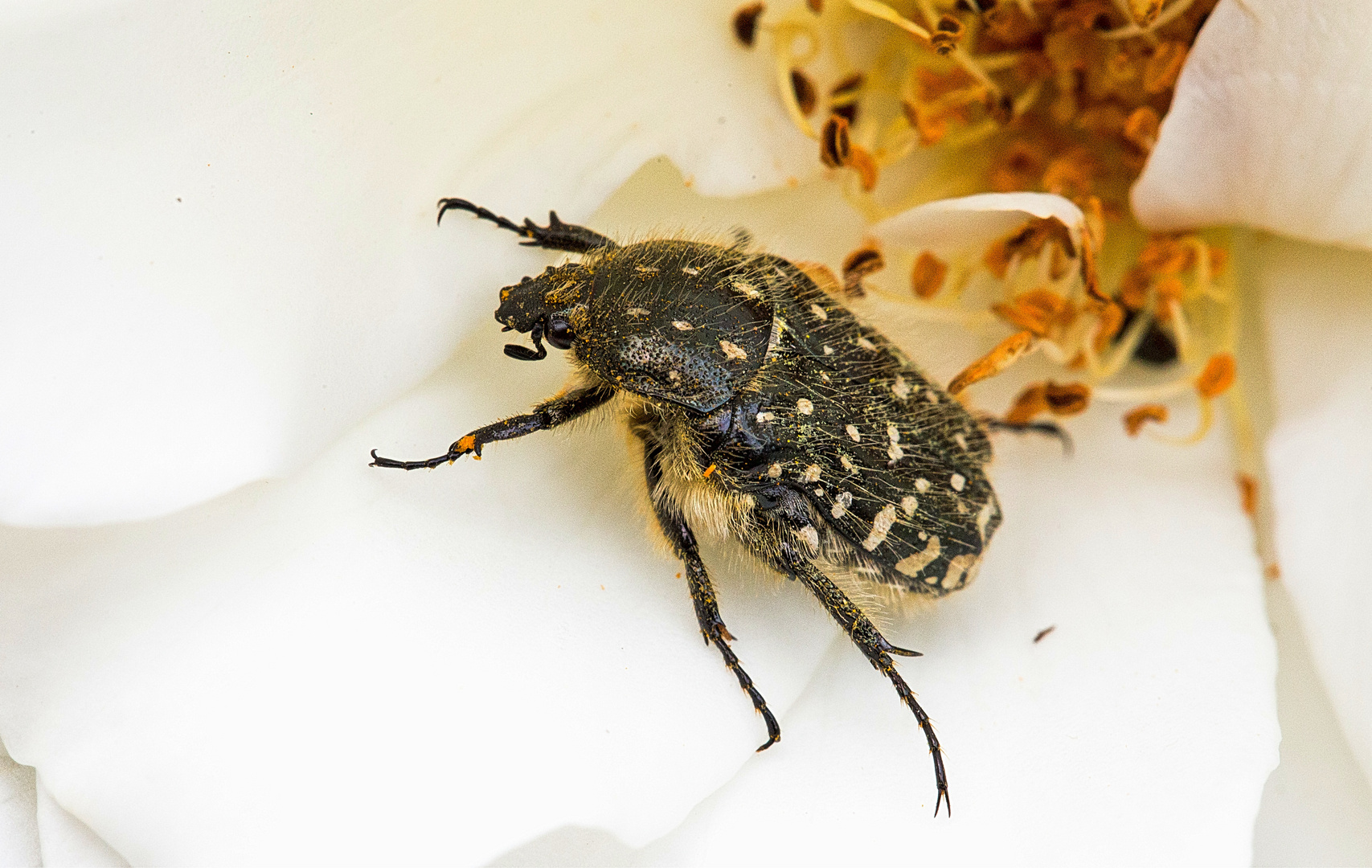 vom Aussterben bedroht: der Trauer-Rosenkäfer (Oxythyrea funesta) (2) ....