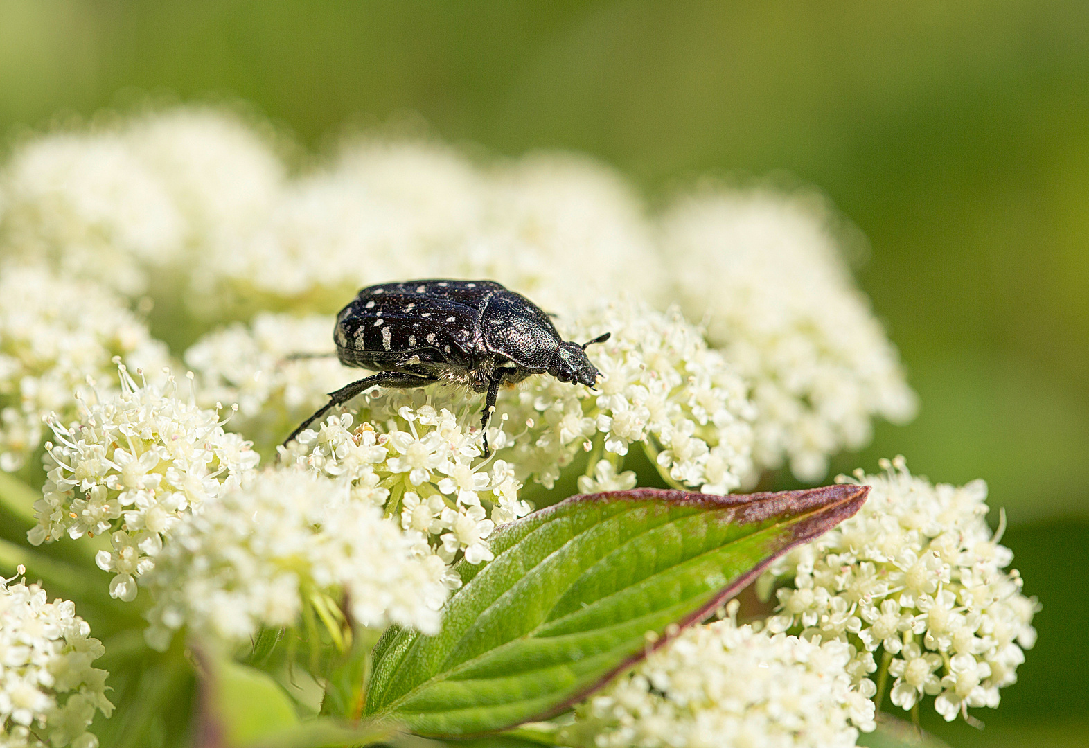 vom Aussterben bedroht: der Trauer-Rosenkäfer (Oxythyrea funesta) (3) .... 