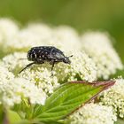 vom Aussterben bedroht: der Trauer-Rosenkäfer (Oxythyrea funesta) (3) .... 