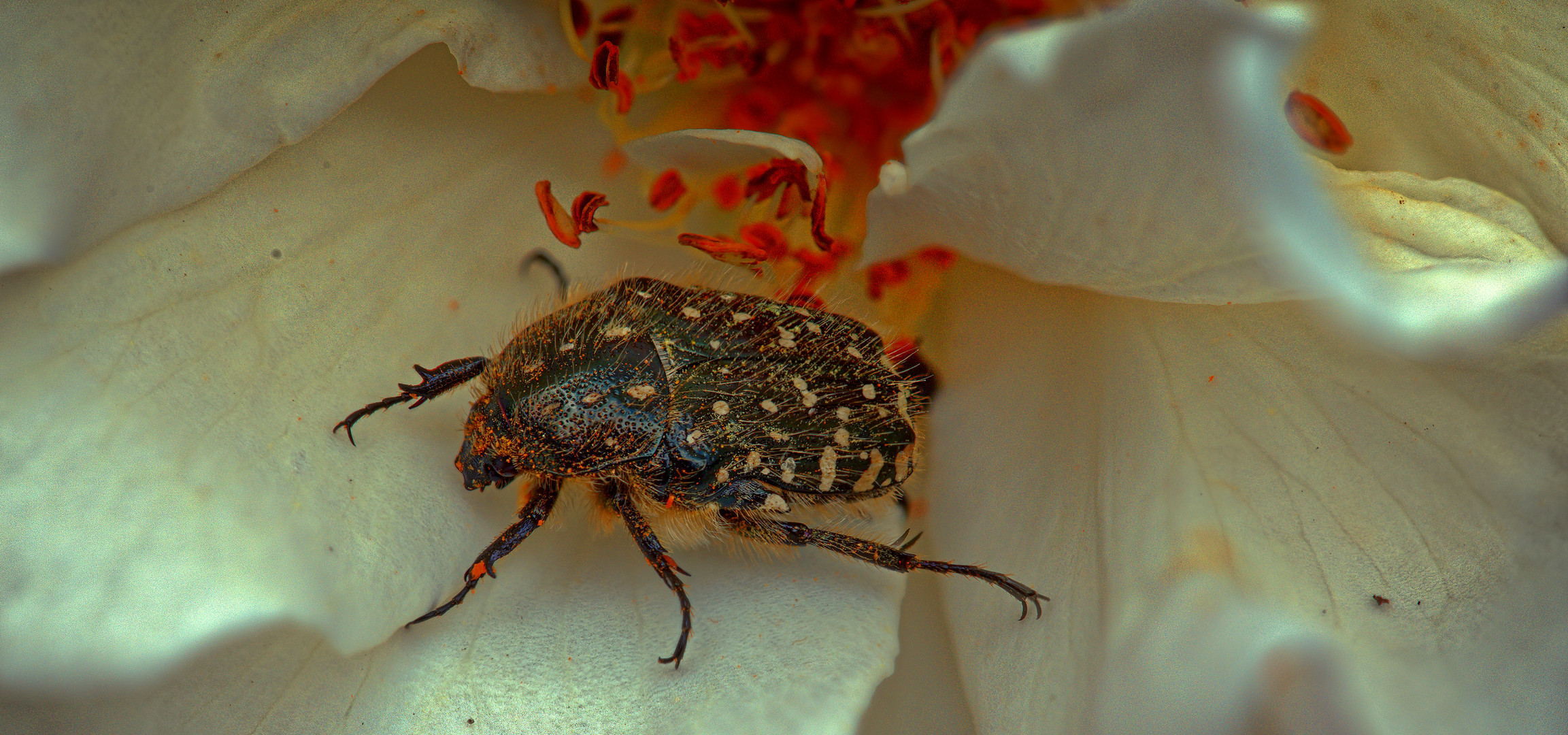 vom Aussterben bedroht: der Trauer-Rosenkäfer (Oxythyrea funesta) ....