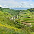 Vom Badberg zum Schwarzwald