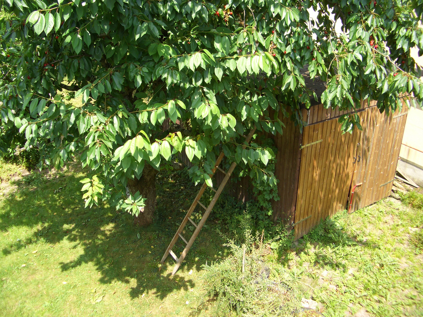 vom Balkon auf den Kirschbaum