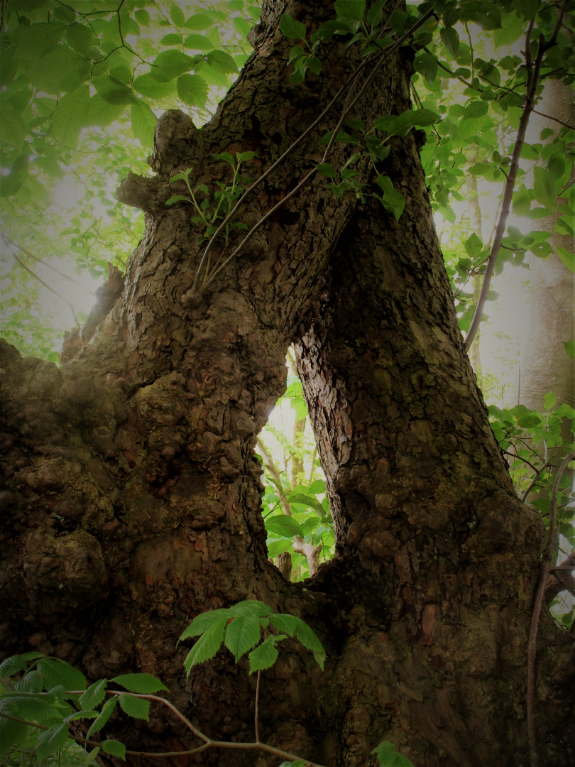 Vom Baum, der sich fürs Fotografiertwerden bedankte