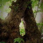 Vom Baum, der sich fürs Fotografiertwerden bedankte