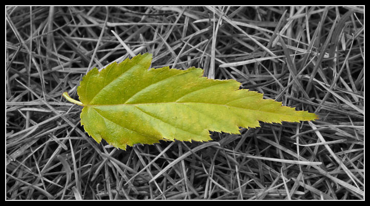 Vom Baum des Lebens fällt