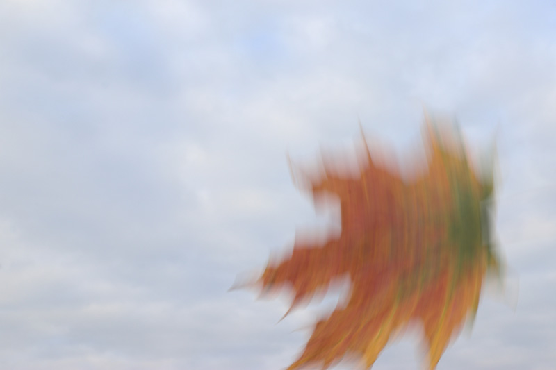 vom baum fällt jetzt auch / das größte und schönste blatt / durch einen windhauch