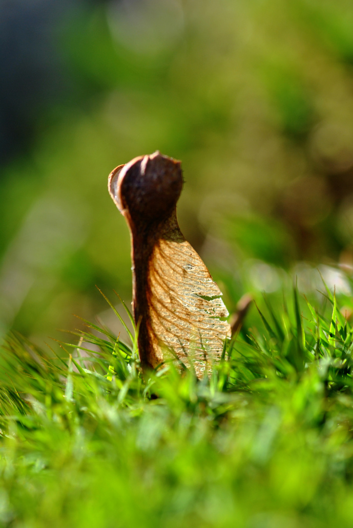 Vom Baum Gefallen