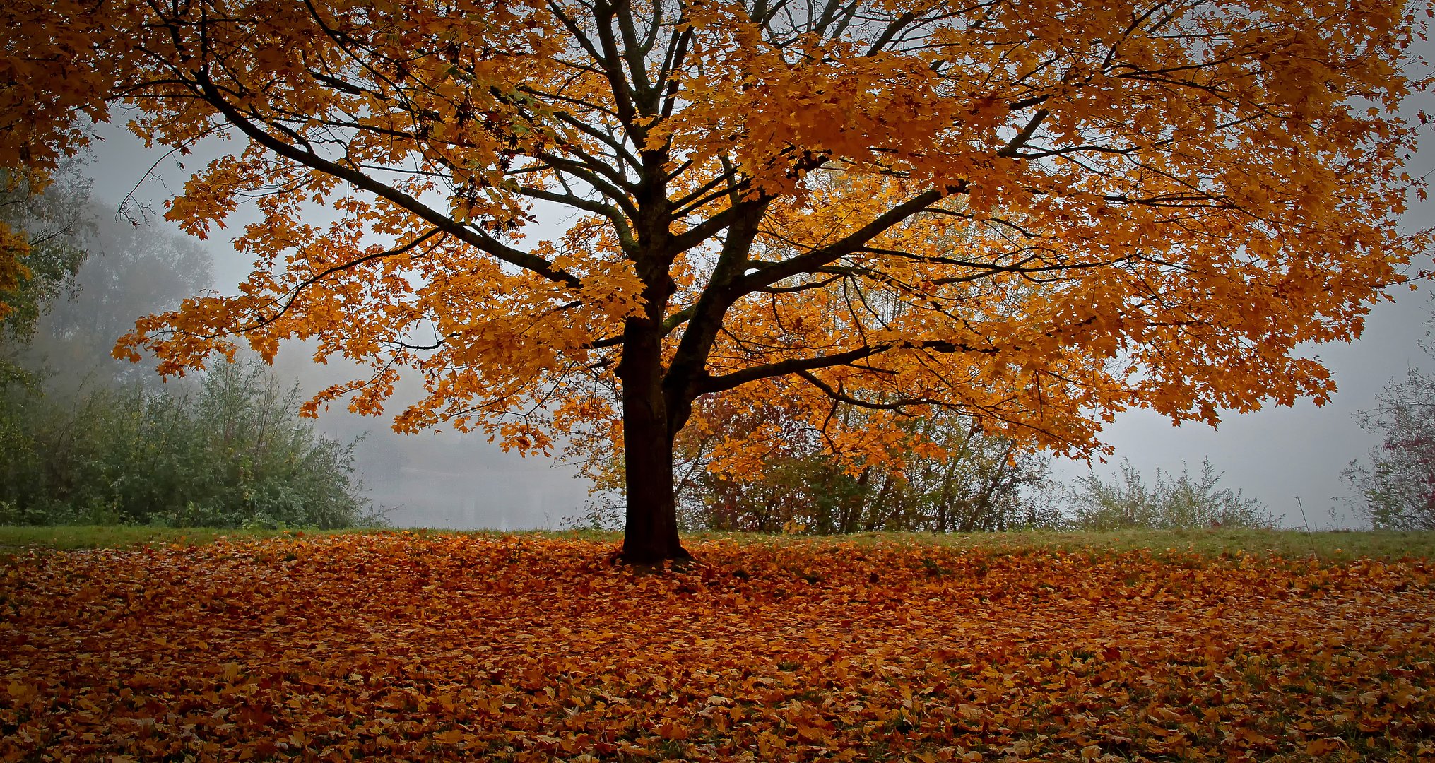 * * vom Baum gefallen weil ... 