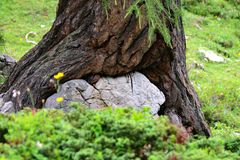 Vom Baum geschluckt