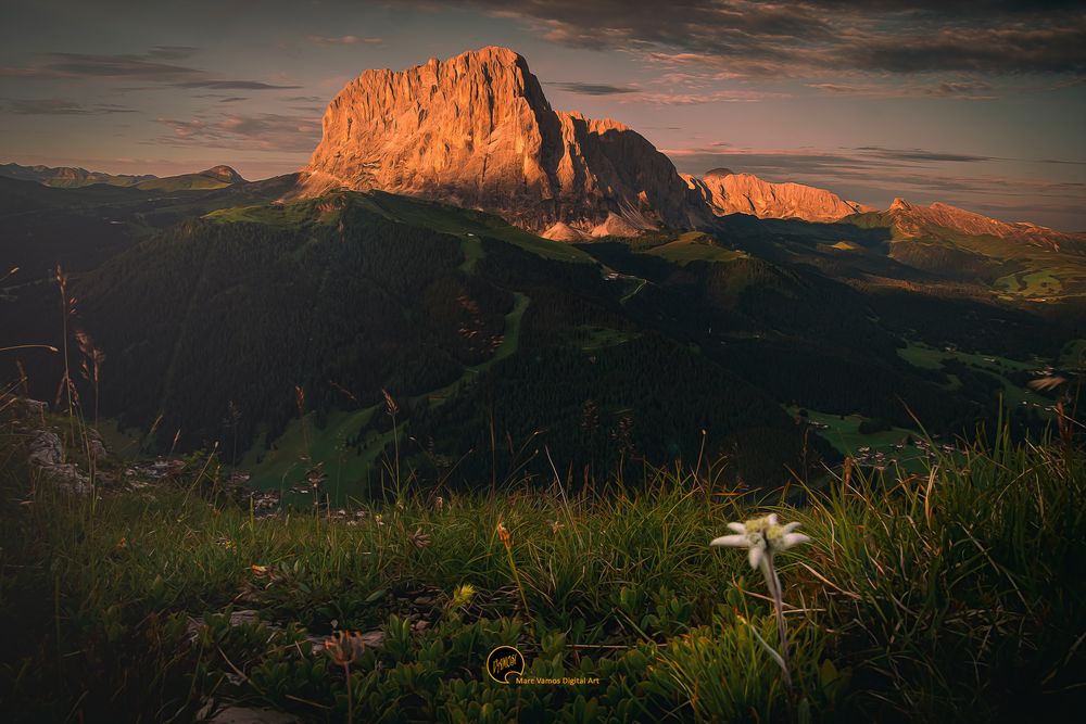 Vom Berg, da grüßt ein Edelweiß