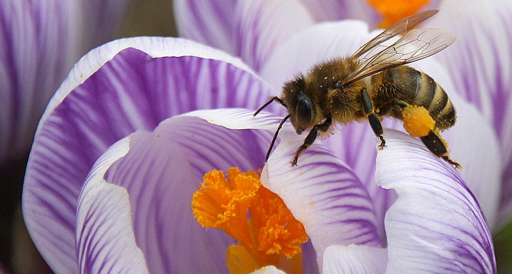 Vom Bienchen und Blümchen..