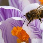 Vom Bienchen und Blümchen..