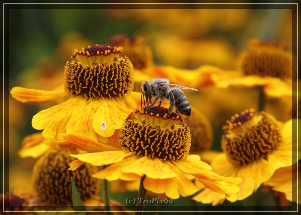 Vom Bienchen und Blümchen ;-)