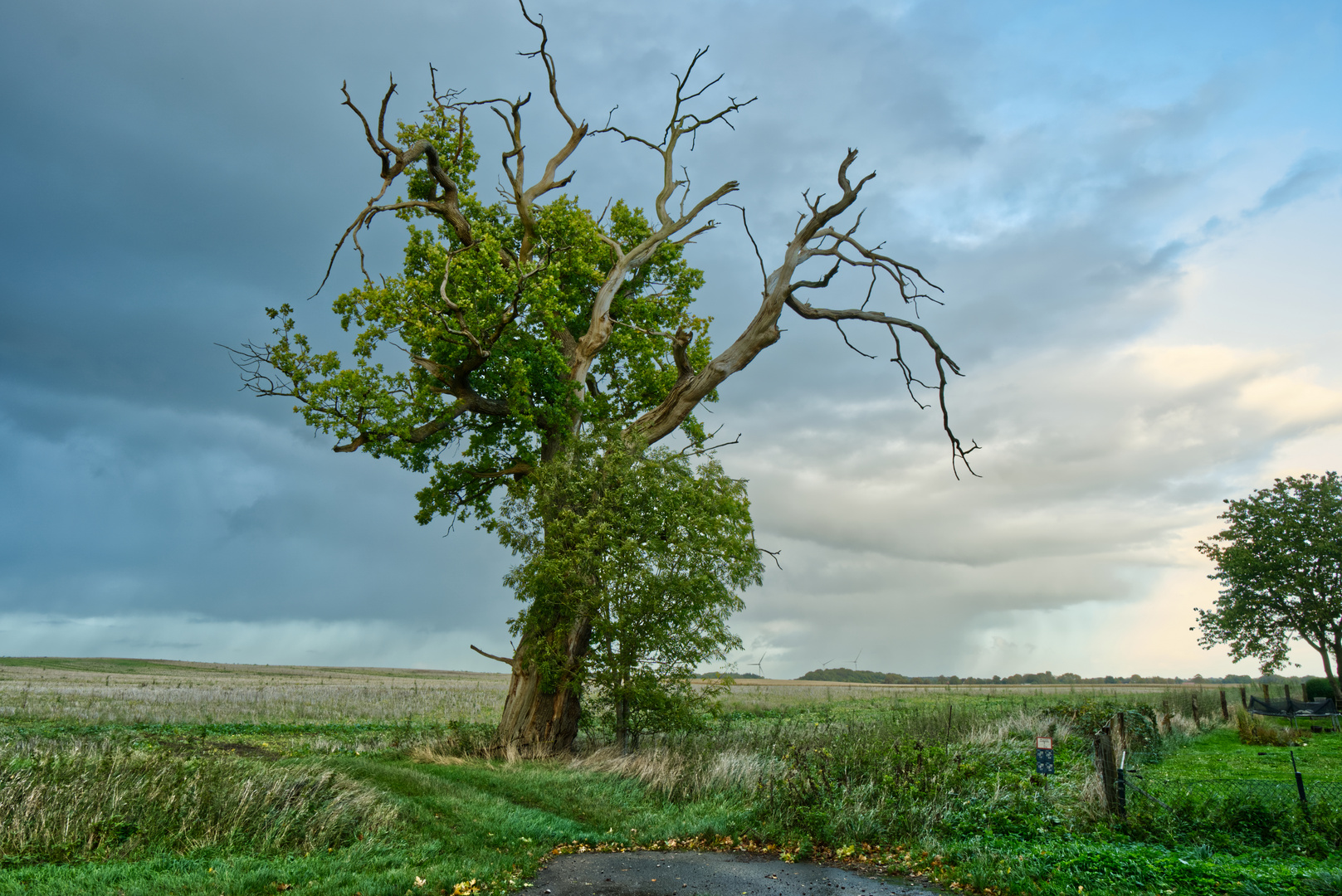 Vom Blitz getroffener Baum 