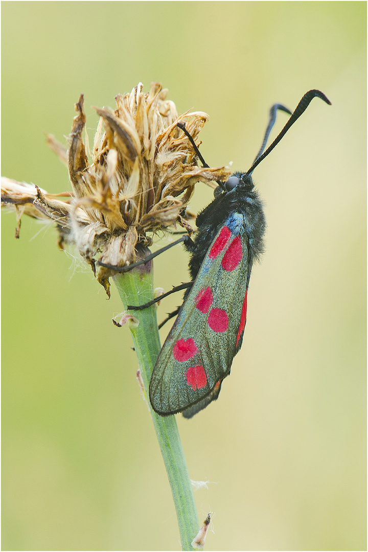 Vom Blutströpfchen (Zygaena filipendulae), auch . . . 