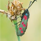 Vom Blutströpfchen (Zygaena filipendulae), auch . . . 