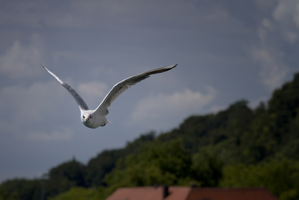 vom Bodensee nach Neuwerk