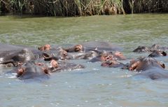 Vom Boot aus kommt man sehr nahe an die Hippos heran.