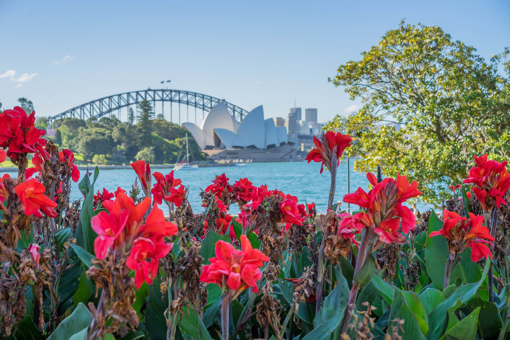 Vom botanischen Garten zum Hafen von Sydney