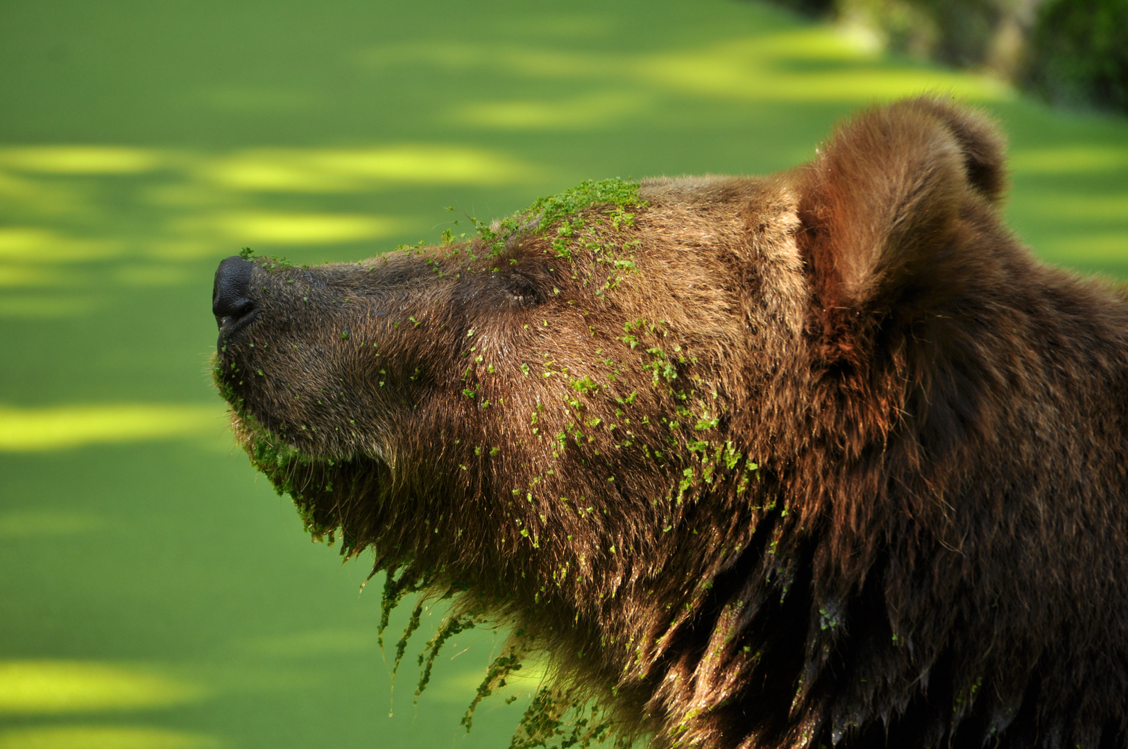 Vom Braunbär zum Grünbär