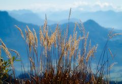 ... vom Breitenstein-Gipfel bei Schleching, Chiemgau