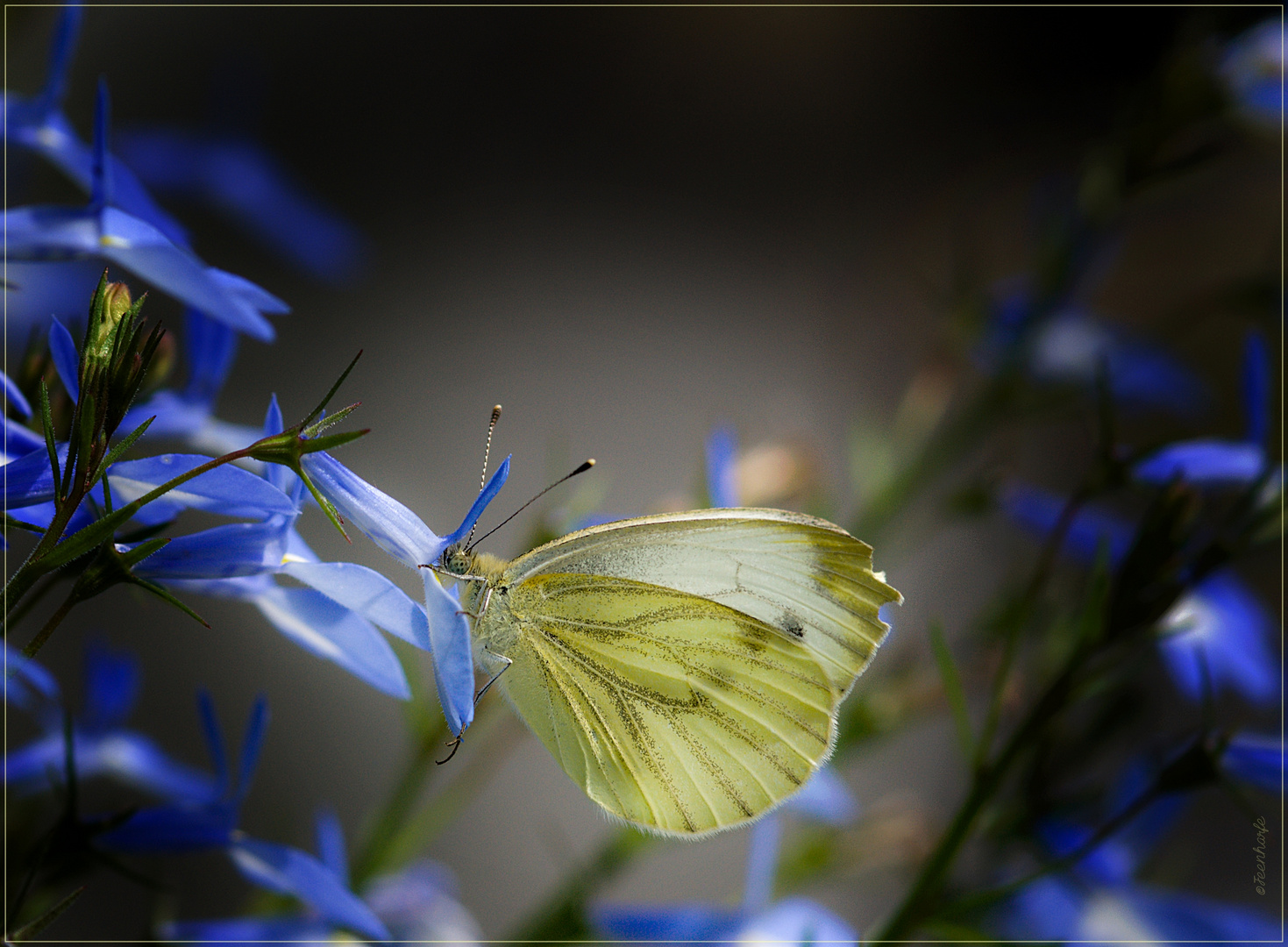 Vom Duft der stillen Blüte